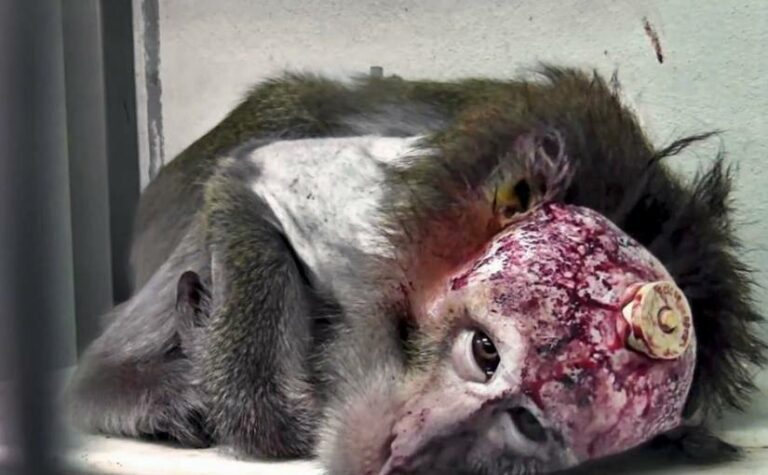 Expérimentation animale : des solutions existent !